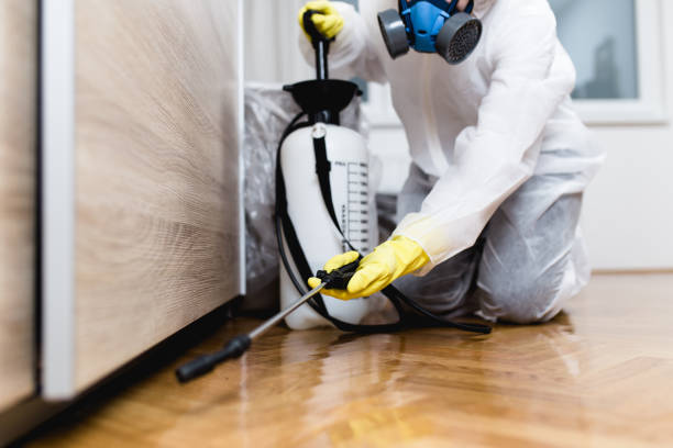 Best Flea Control Services  in Mapleton, UT