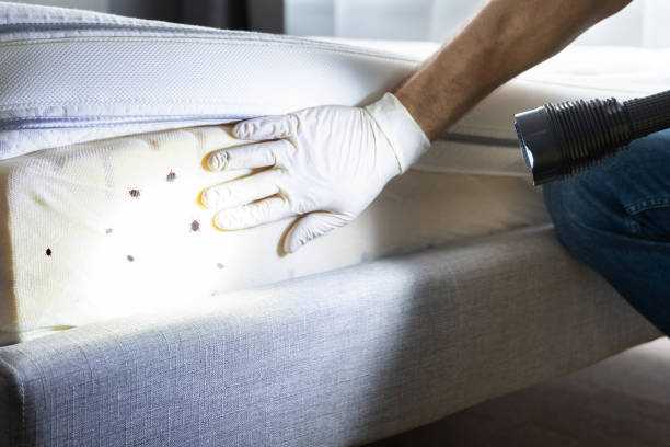 Best Bed Bug Extermination  in Mapleton, UT
