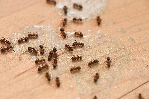 Pest Control Cost in Mapleton, UT